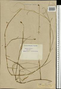 Carex chordorrhiza L.f., Eastern Europe, Northern region (E1) (Russia)