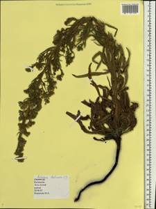 Echium italicum subsp. biebersteinii (Lacaita) Greuter & Burdet, Eastern Europe, Lower Volga region (E9) (Russia)