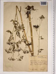 Anthriscus sylvestris subsp. sylvestris, Siberia, Chukotka & Kamchatka (S7) (Russia)