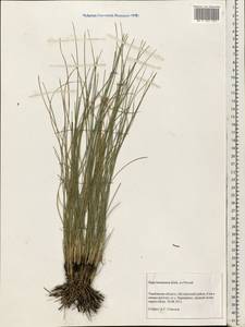Stipa borysthenica Klokov ex Prokudin, Eastern Europe, Central forest-and-steppe region (E6) (Russia)