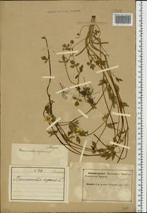 Ranunculus repens L., Eastern Europe, Northern region (E1) (Russia)
