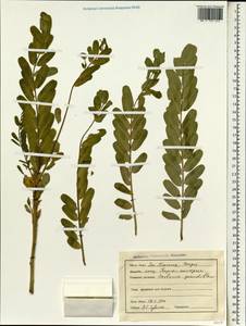 Sesbania grandiflora (L.)Pers., South Asia, South Asia (Asia outside ex-Soviet states and Mongolia) (ASIA) (India)