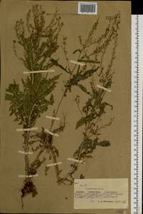 Rorippa barbareifolia (DC.) Kitag., Siberia, Yakutia (S5) (Russia)