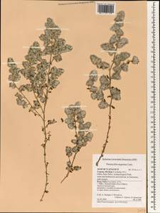 Paronychia argentea Lam., South Asia, South Asia (Asia outside ex-Soviet states and Mongolia) (ASIA) (Cyprus)