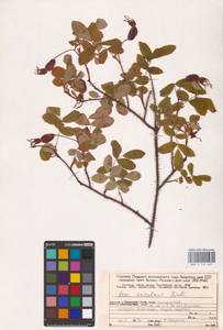 Rosa acicularis Lindl., Eastern Europe, Northern region (E1) (Russia)