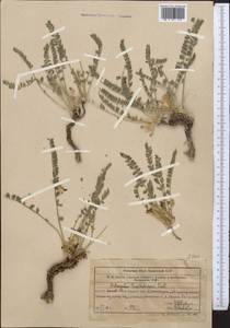 Astragalus syreitschikovii Pavlov, Middle Asia, Western Tian Shan & Karatau (M3) (Uzbekistan)