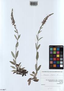 Veronica incana L., Siberia, Altai & Sayany Mountains (S2) (Russia)