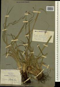 Carex sylvatica Huds., Caucasus, Azerbaijan (K6) (Azerbaijan)