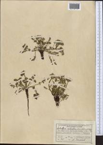 Schulzia albiflora (Kar. & Kir.) Popov, Middle Asia, Northern & Central Tian Shan (M4) (Kazakhstan)