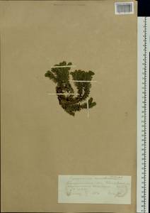 Huperzia selago (L.) Bernh., Eastern Europe, West Ukrainian region (E13) (Ukraine)