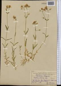 Dichodon maximum (L.) Á. Löve & D. Löve, Middle Asia, Western Tian Shan & Karatau (M3) (Kazakhstan)