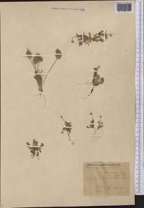 Ceratocephala falcata (L.) Cramer, Middle Asia, Karakum (M6) (Turkmenistan)