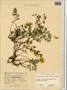 Scutellaria leptostegia Juz., Caucasus, North Ossetia, Ingushetia & Chechnya (K1c) (Russia)