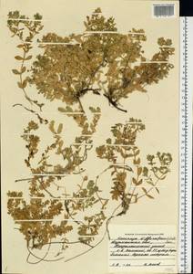 Minuartia diffusa, Eastern Europe, Northern region (E1) (Russia)