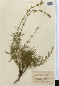 Silene sibirica (L.) Pers., Middle Asia, Northern & Central Kazakhstan (M10) (Kazakhstan)