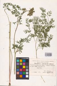 Thysselinum palustre (L.) Hoffm., Eastern Europe, Eastern region (E10) (Russia)