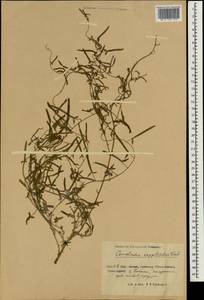 Convolvulus chinensis subsp. chinensis, South Asia, South Asia (Asia outside ex-Soviet states and Mongolia) (ASIA) (China)