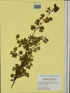 Crataegus monogyna Jacq., Eastern Europe, Central region (E4) (Russia)