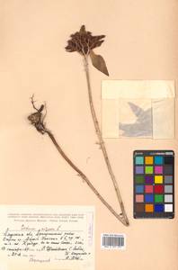 Phedimus aizoon (L.) 't Hart, Siberia, Russian Far East (S6) (Russia)