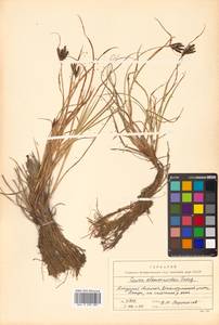 Carex eleusinoides Turcz. ex Kunth, Siberia, Russian Far East (S6) (Russia)