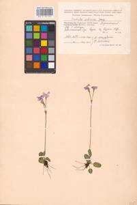 Primula nutans Georgi, Siberia, Baikal & Transbaikal region (S4) (Russia)