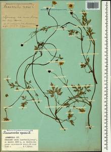 Ranunculus repens L., Caucasus, Armenia (K5) (Armenia)