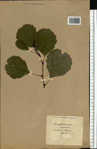 Alnus glutinosa (L.) Gaertn., Eastern Europe, North Ukrainian region (E11) (Ukraine)