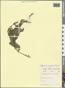 Koenigia alpina (All.) T.M.Schust. & Reveal, Caucasus, Dagestan (K2) (Russia)