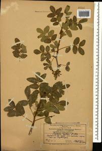 Pistacia atlantica Desf., Caucasus, Azerbaijan (K6) (Azerbaijan)