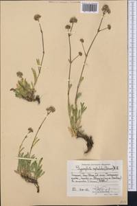 Gypsophila cephalotes (Schrenk) F.N. Williams, Middle Asia, Western Tian Shan & Karatau (M3) (Kyrgyzstan)