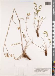 Taeniopetalum obtusifolium (Sibth. & Sm.) Pimenov, Western Europe (EUR) (Bulgaria)