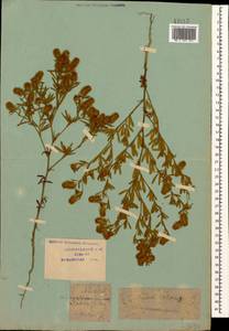 Trifolium arvense L., Caucasus, Krasnodar Krai & Adygea (K1a) (Russia)