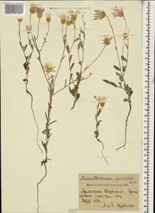 Xeranthemum squarrosum Boiss., Caucasus, Armenia (K5) (Armenia)