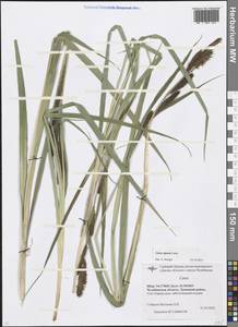 Carex riparia Curtis, Eastern Europe, Eastern region (E10) (Russia)