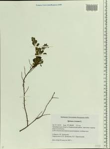 Spiraea crenata L., Eastern Europe, Eastern region (E10) (Russia)