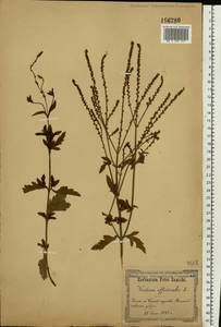 Verbena officinalis L., Eastern Europe, North Ukrainian region (E11) (Ukraine)