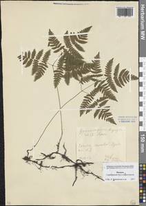 Gymnocarpium dryopteris (L.) Newman, Eastern Europe, Moscow region (E4a) (Russia)