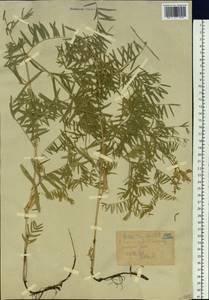 Vicia tenuifolia Roth, Siberia, Western (Kazakhstan) Altai Mountains (S2a) (Kazakhstan)