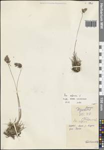 Poa alpina L., Caucasus, North Ossetia, Ingushetia & Chechnya (K1c) (Russia)