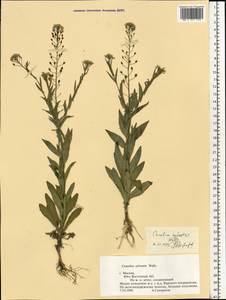 Camelina microcarpa Andrz. ex DC., Eastern Europe, Moscow region (E4a) (Russia)