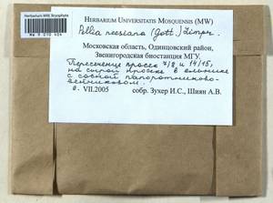 Pellia neesiana (Gottsche) Limpr., Bryophytes, Bryophytes - Moscow City & Moscow Oblast (B6a) (Russia)