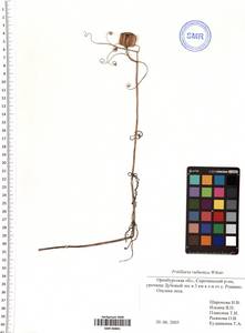 Fritillaria ruthenica Wikstr., Eastern Europe, Eastern region (E10) (Russia)