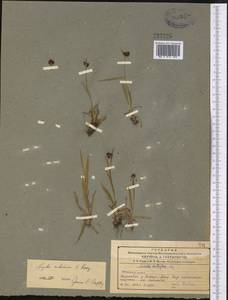 Luzula multiflora subsp. sibirica V.I.Krecz., Middle Asia, Northern & Central Tian Shan (M4) (Kazakhstan)