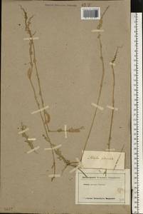 Halimione pedunculata (L.) Aellen, Eastern Europe, Lower Volga region (E9) (Russia)