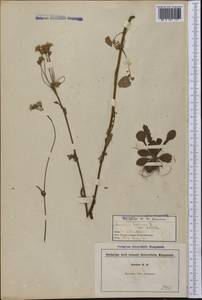 Packera aurea (L.) Á. Löve & D. Löve, America (AMER) (United States)