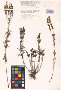 MHA 0 160 234, Veronica austriaca subsp. jacquinii (Baumg.) Watzl, Eastern Europe, Lower Volga region (E9) (Russia)