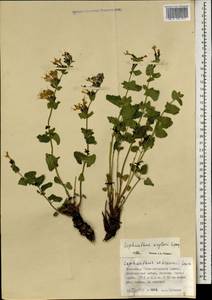 Lophanthus krylovii Lipsky, Mongolia (MONG) (Mongolia)