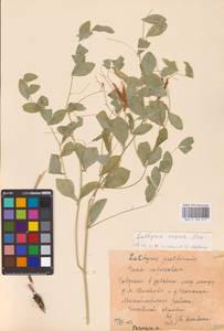 Lathyrus roseus Steven, Eastern Europe, Central region (E4) (Russia)