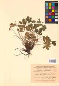 Potentilla thuringiaca Bernh. ex Link, Eastern Europe, Central forest-and-steppe region (E6) (Russia)