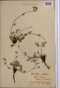 Potentilla multifida L., Middle Asia, Northern & Central Tian Shan (M4) (Kyrgyzstan)